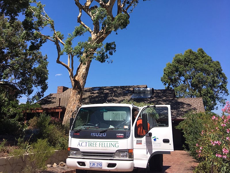 Tree Removal