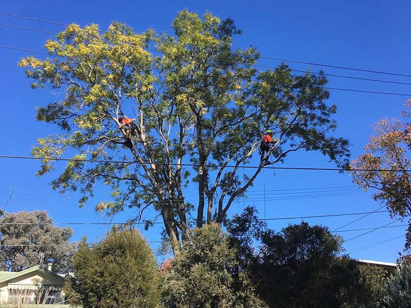 Powerline Clearing