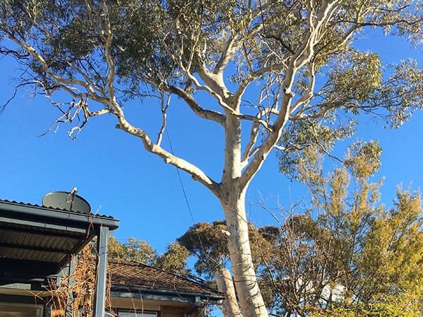 Tree Pruning