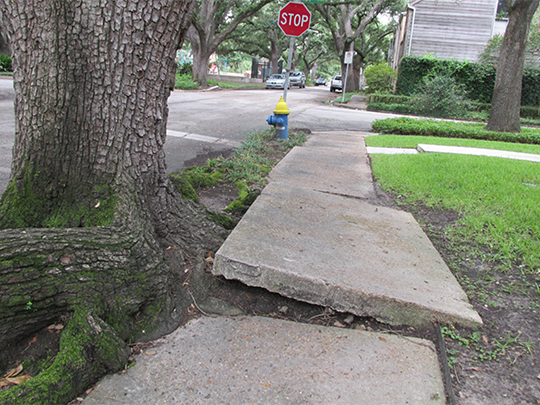 Tree Consultation