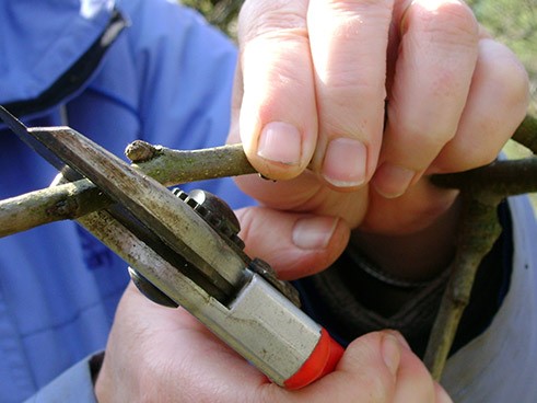 Tree Pruning