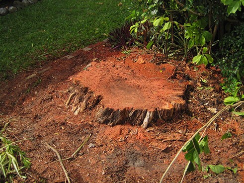 Stump Grinding