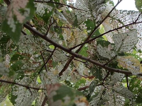 Tree Consultation