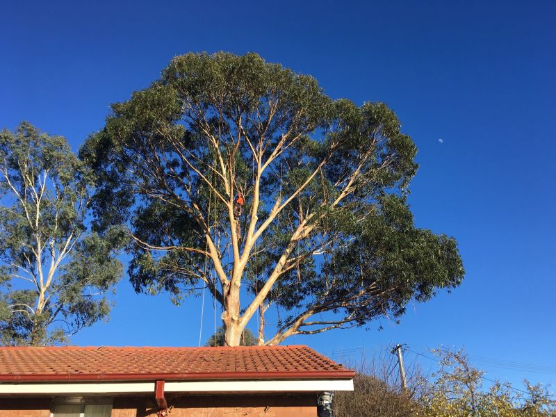 Tree Removal